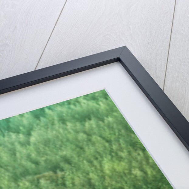 Forest edge by Assaf Frank